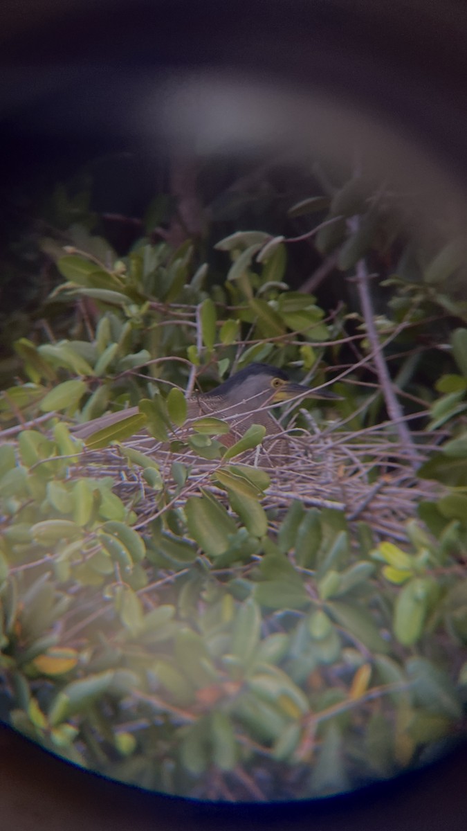 Bare-throated Tiger-Heron - Suraima Escolastico