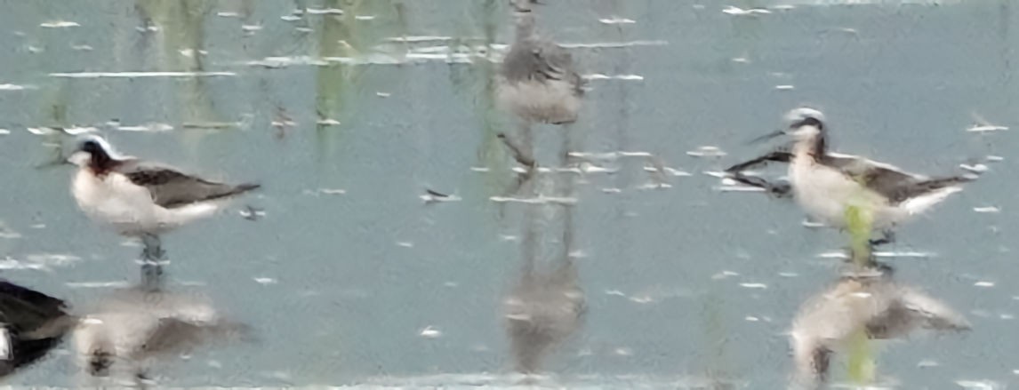 Wilson's Phalarope - Doug Wassmer