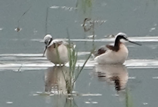 Wilson's Phalarope - Doug Wassmer