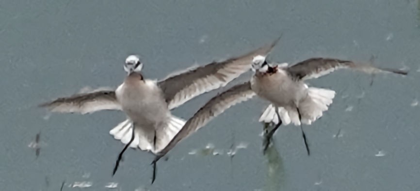 Wilson's Phalarope - Doug Wassmer