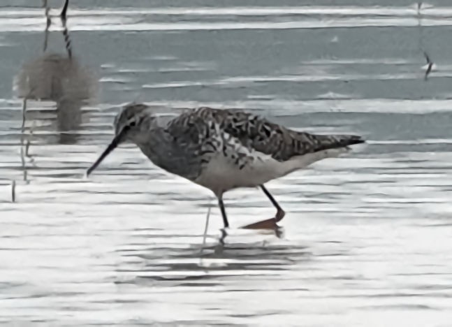 Lesser Yellowlegs - Doug Wassmer