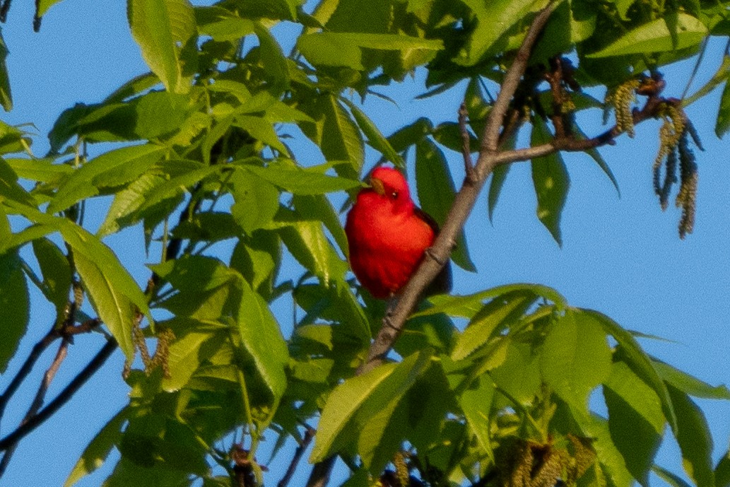 Scarlet Tanager - ML618819389