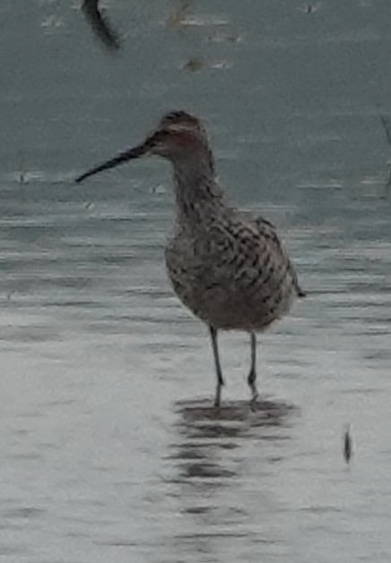 Stilt Sandpiper - Doug Wassmer