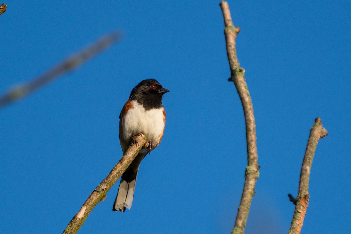 Eastern Towhee - ML618819404