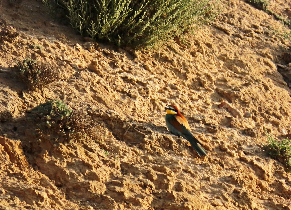 European Bee-eater - ML618819407