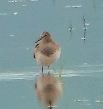 Pectoral Sandpiper - Doug Wassmer