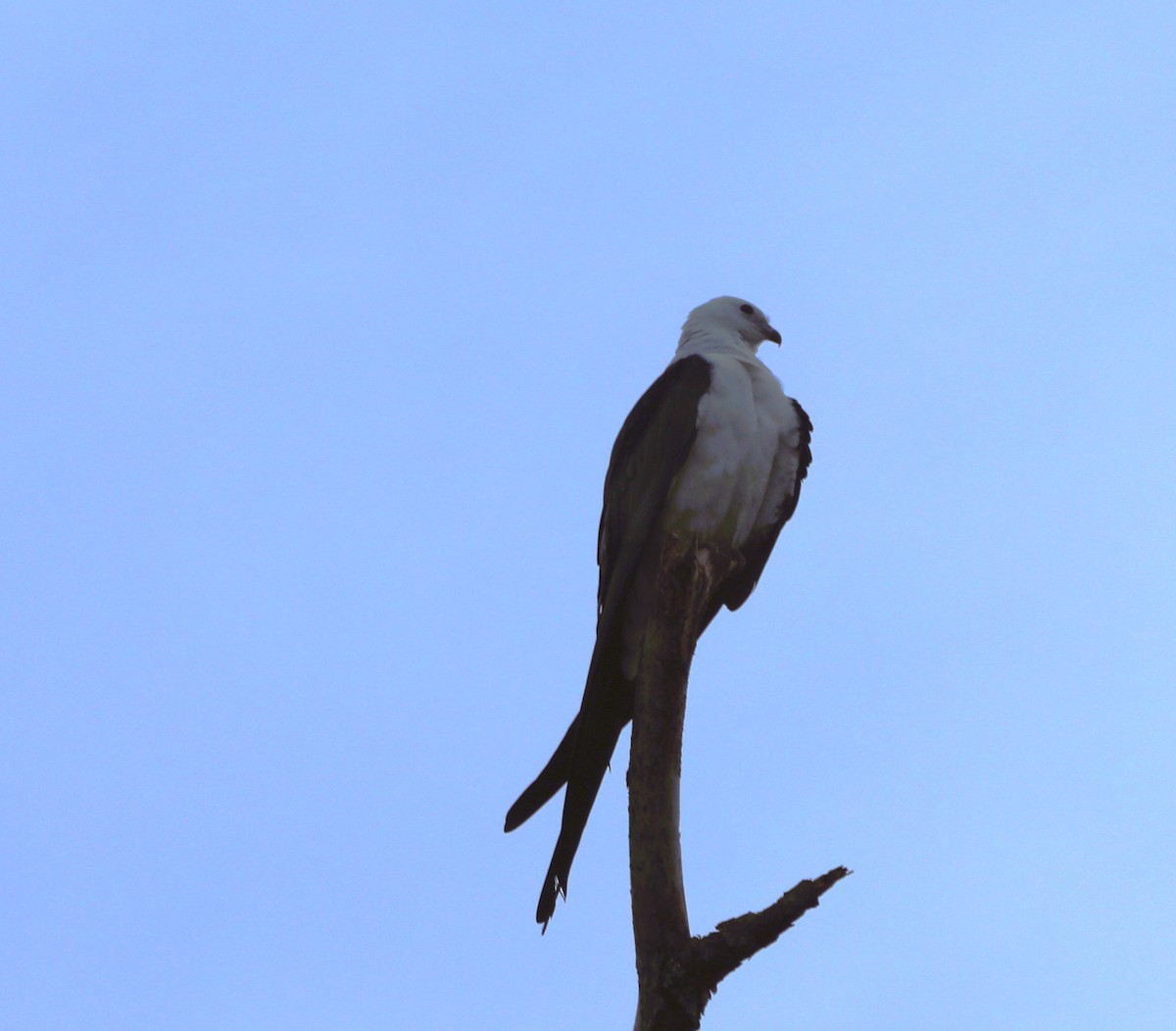 Swallow-tailed Kite - ML618819432