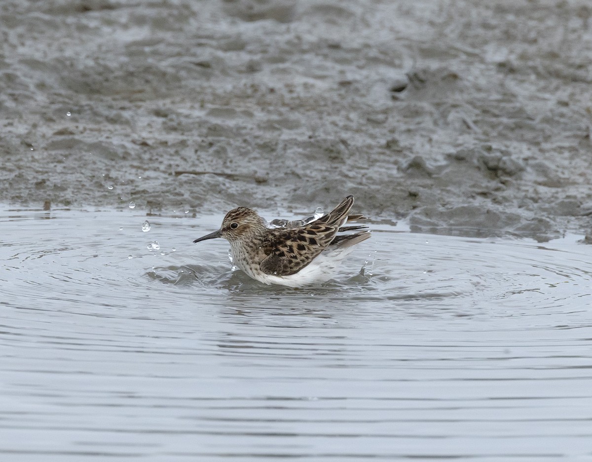 Semipalmated Sandpiper - ML618819435