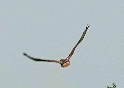 Red-tailed Hawk - Doug Wassmer