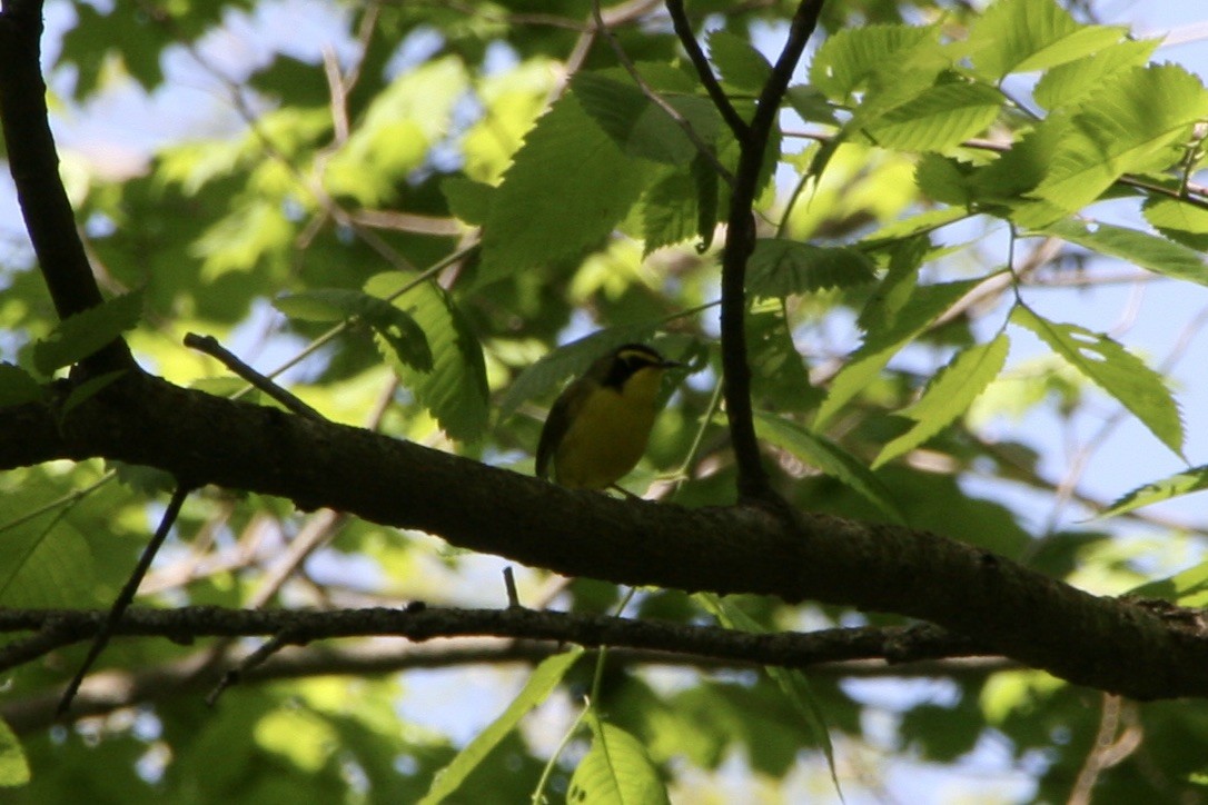 Kentucky Warbler - Zita Robertson