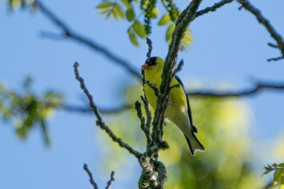 American Goldfinch - ML618819442