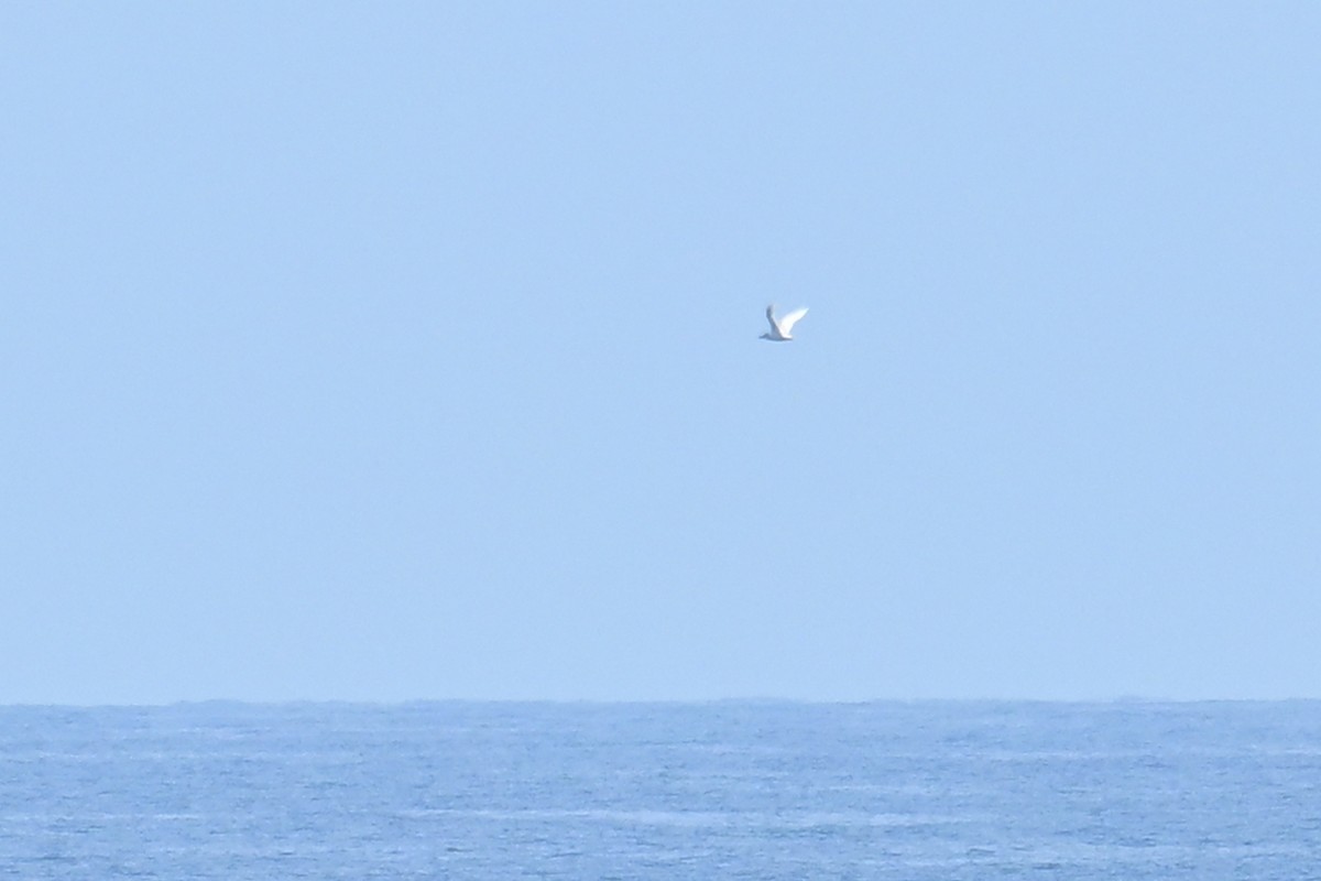 Red-tailed Tropicbird - Qin Huang