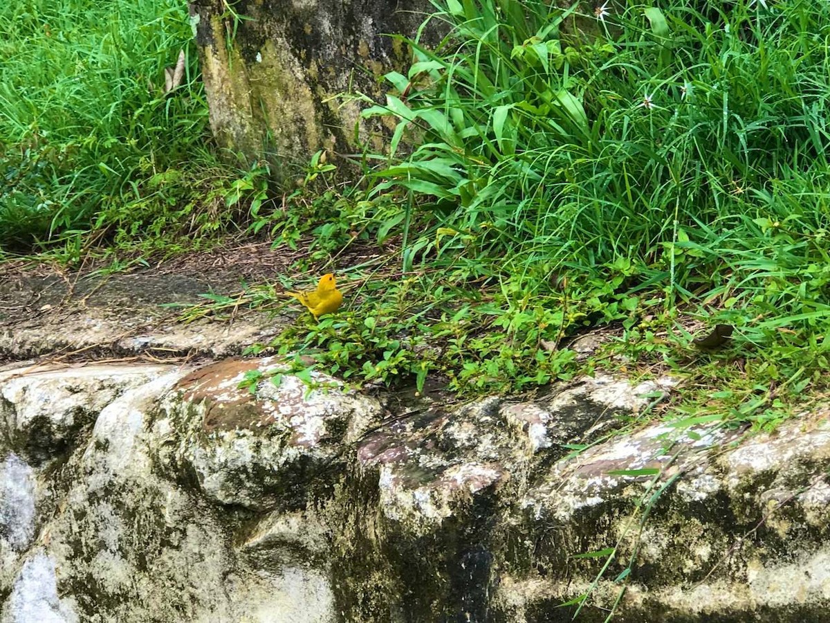 Saffron Finch - Anonymous