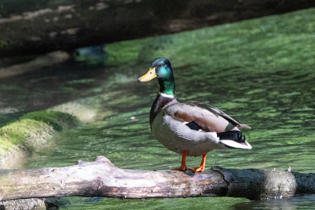 Canard colvert - ML618819461