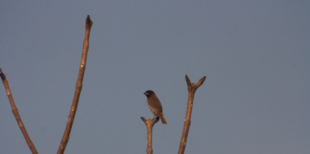 Scaly-breasted Munia - Soorya Senthil kumar