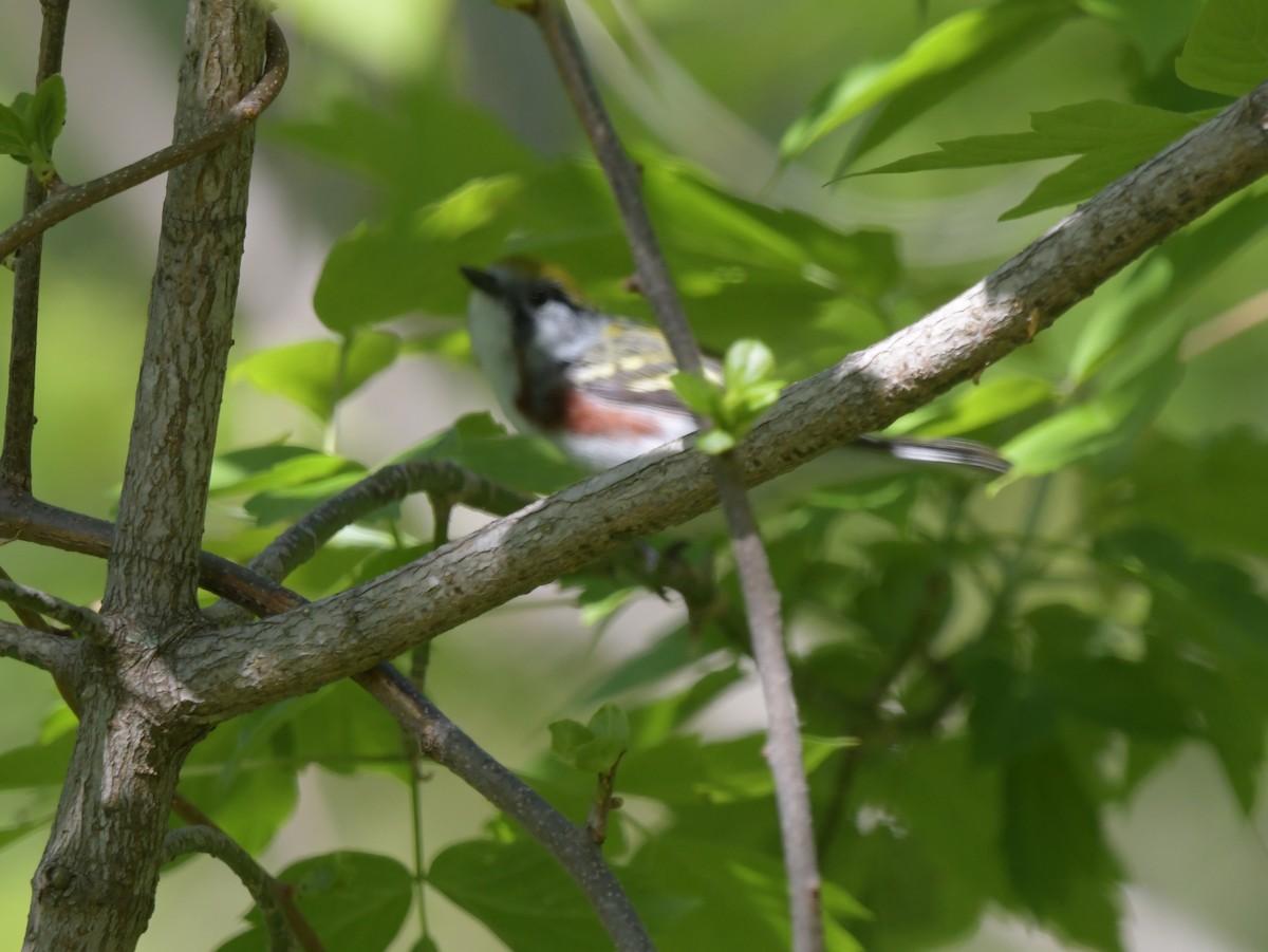 Chestnut-sided Warbler - David Drews