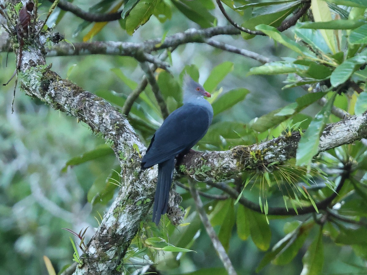 Crested Cuckoo-Dove - Mark Newsome