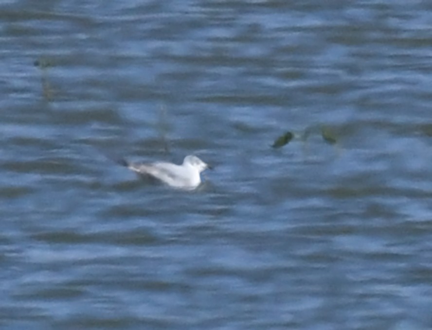 Bonaparte's Gull - ML618819490