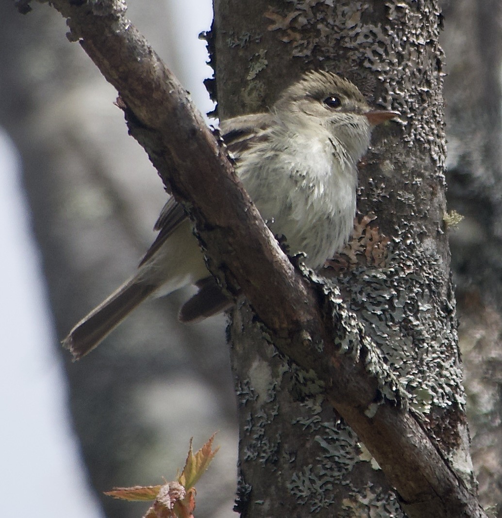 Least Flycatcher - ML618819503