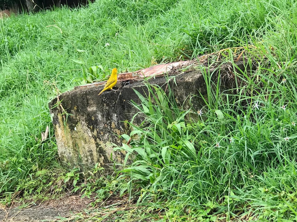 Saffron Finch - Laura Meneses caceres