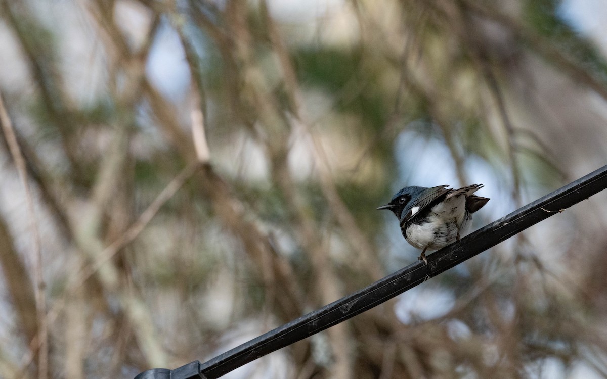 Black-throated Blue Warbler - Vincent Giroux