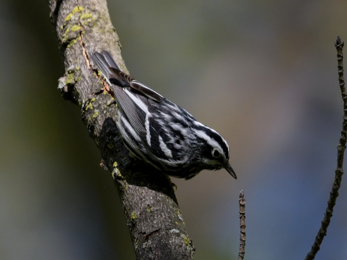 Black-and-white Warbler - David Drews