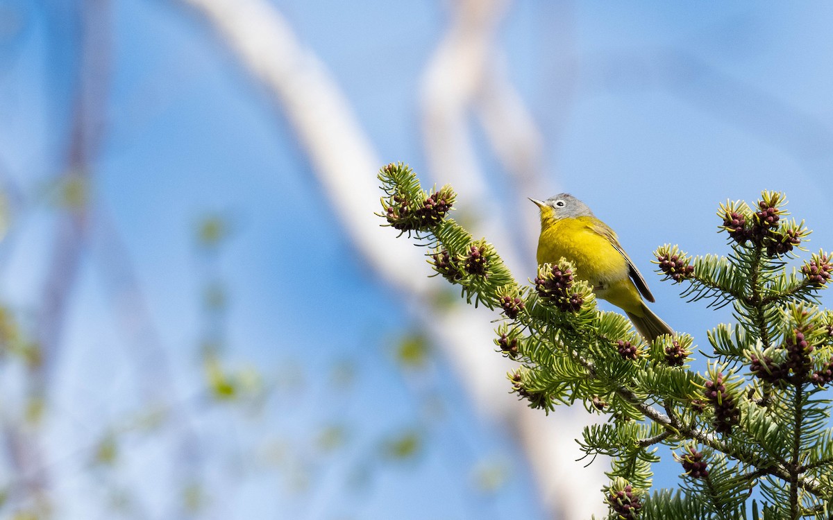 Nashville Warbler - Vincent Giroux