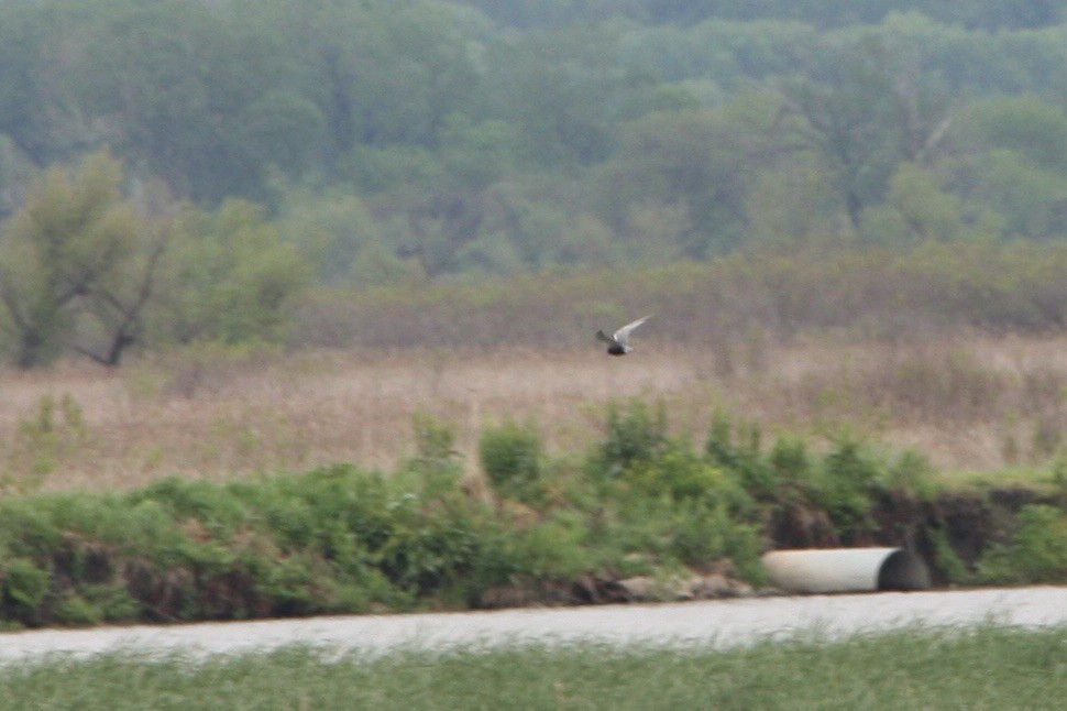 Black Tern - Zita Robertson