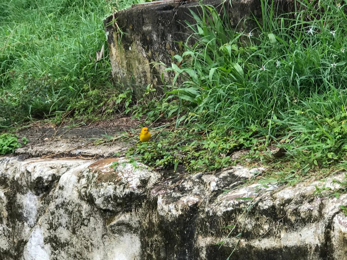 Saffron Finch - Laura Meneses caceres