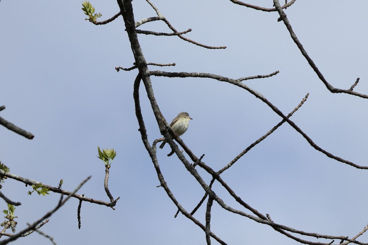 Warbling Vireo - Kyla Yuza-Pate