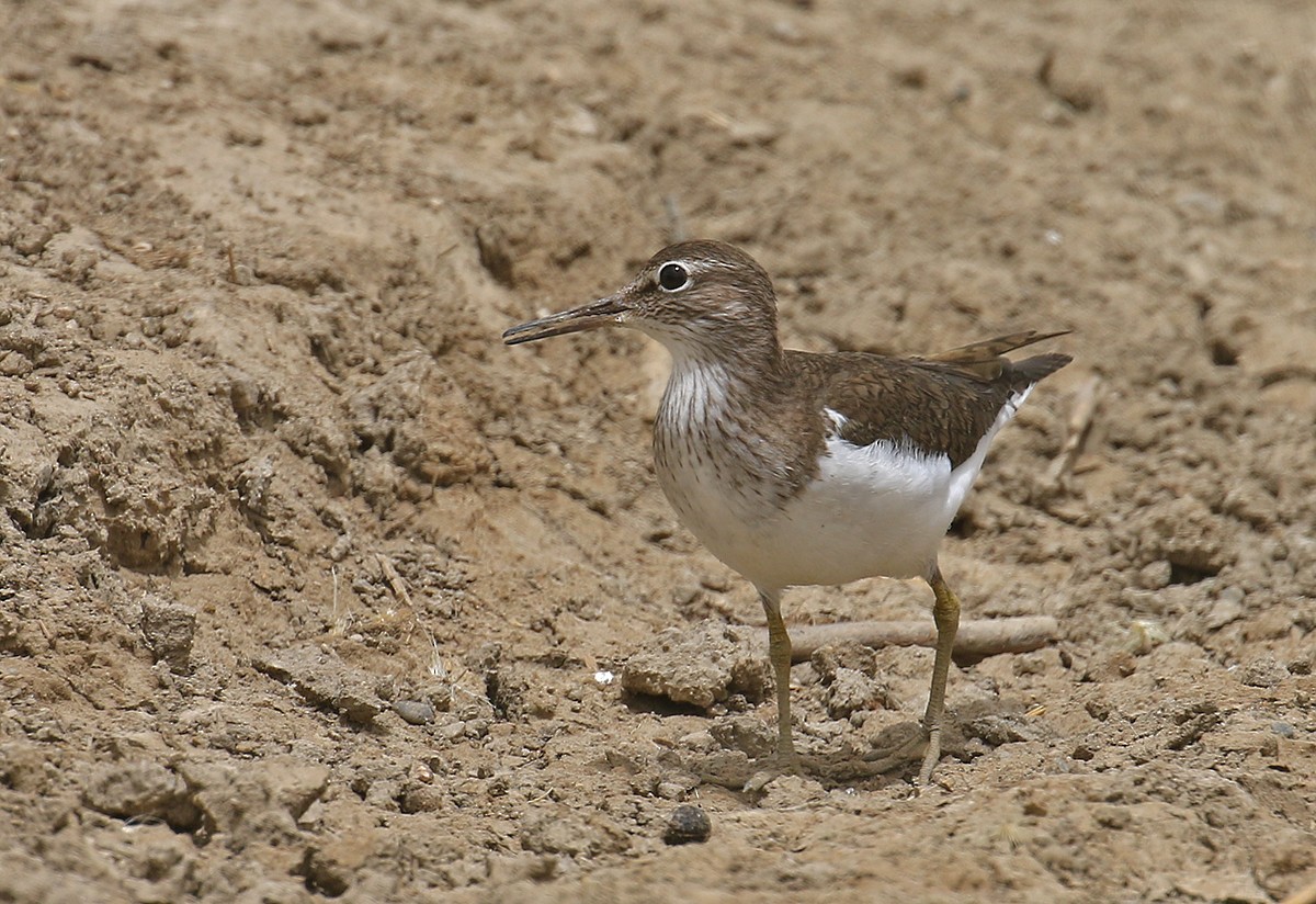 Common Sandpiper - ML618819535