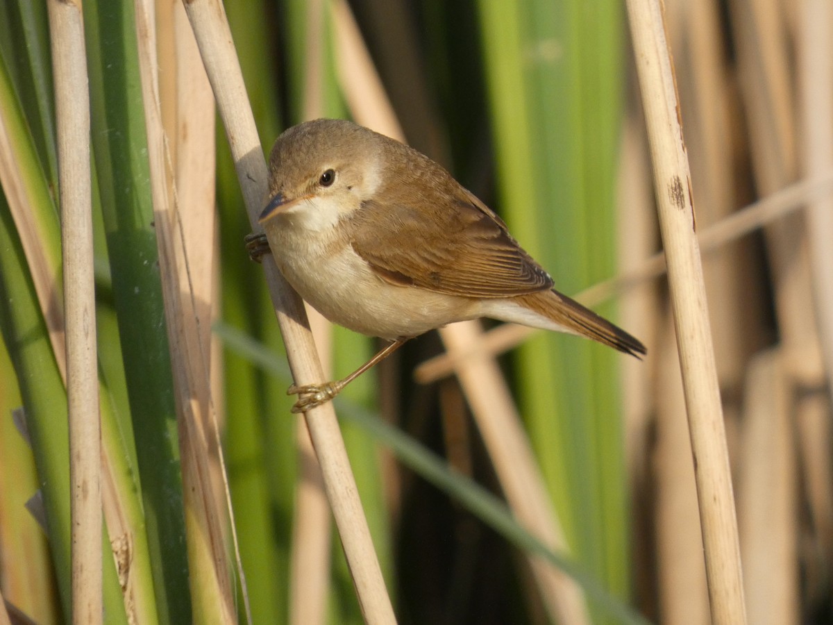 Common Reed Warbler - Eduardo Sevilla