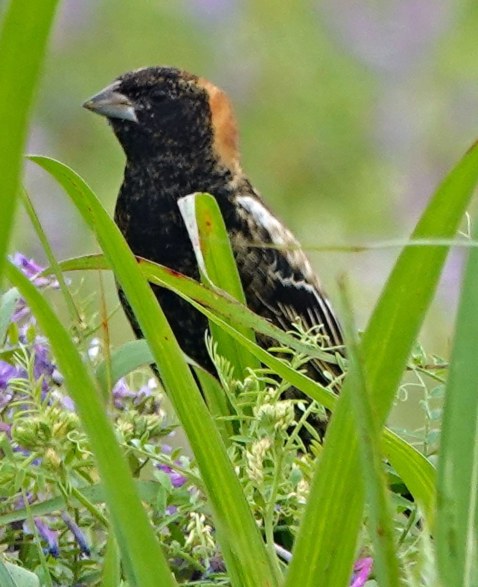 Bobolink - Doug Wassmer