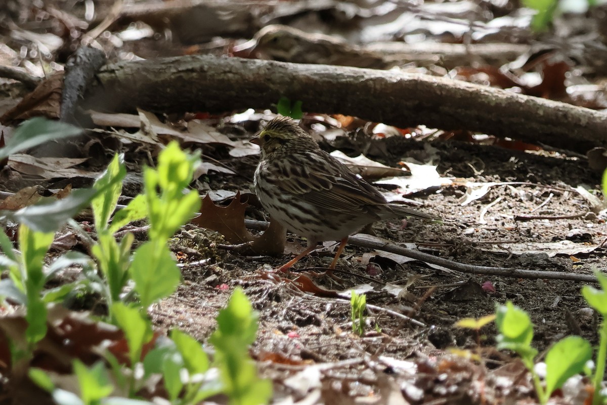 Savannah Sparrow - Kyla Yuza-Pate