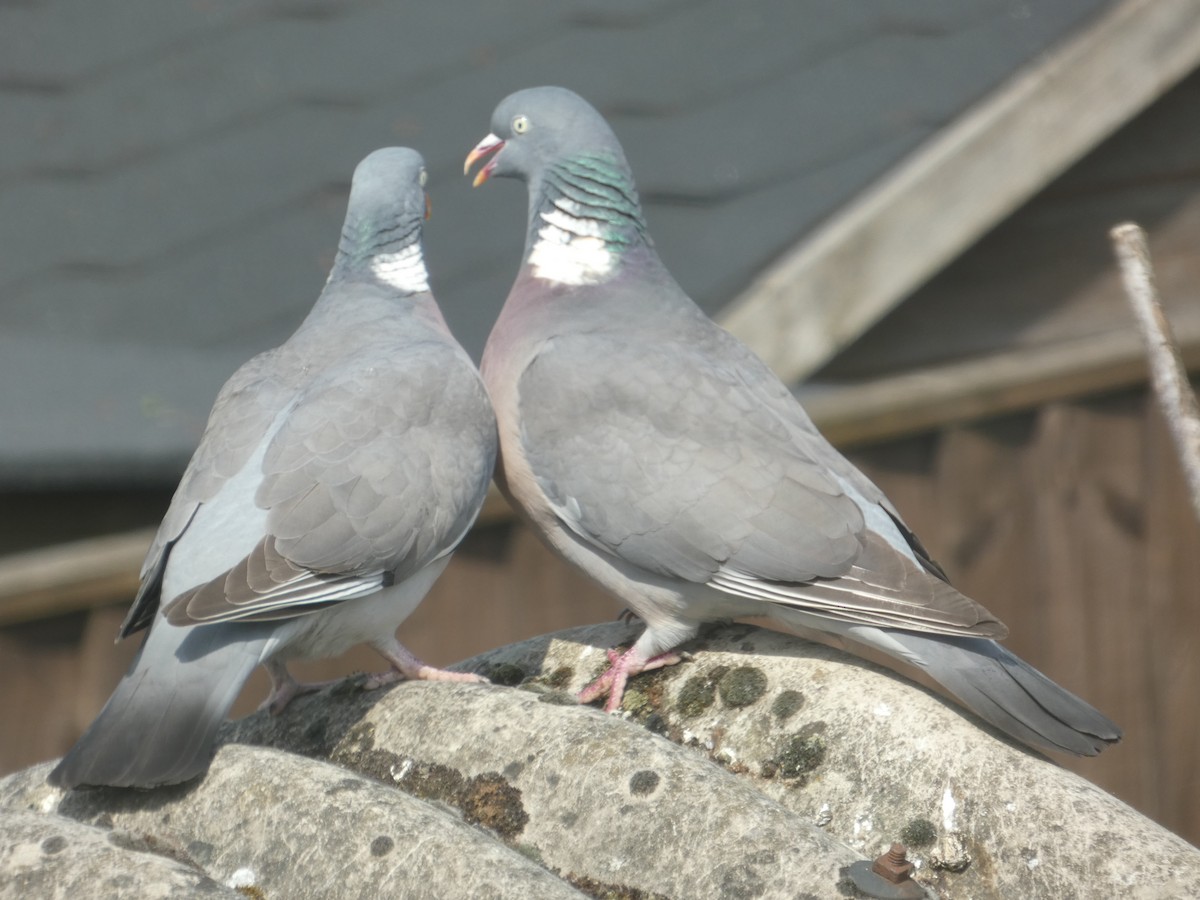 Common Wood-Pigeon - Anonymous