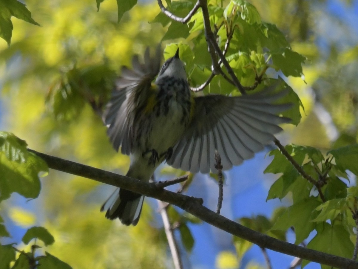 Yellow-rumped Warbler - David Drews