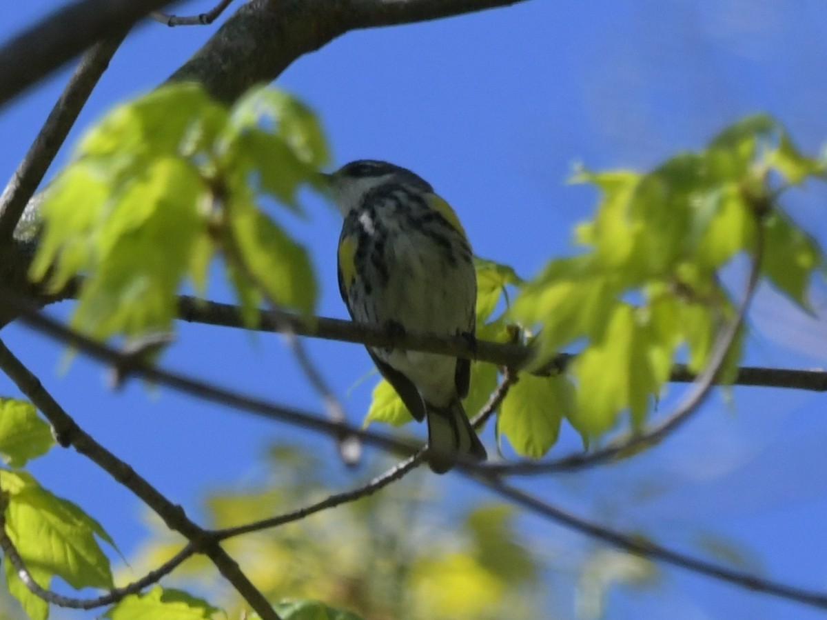 Yellow-rumped Warbler - David Drews