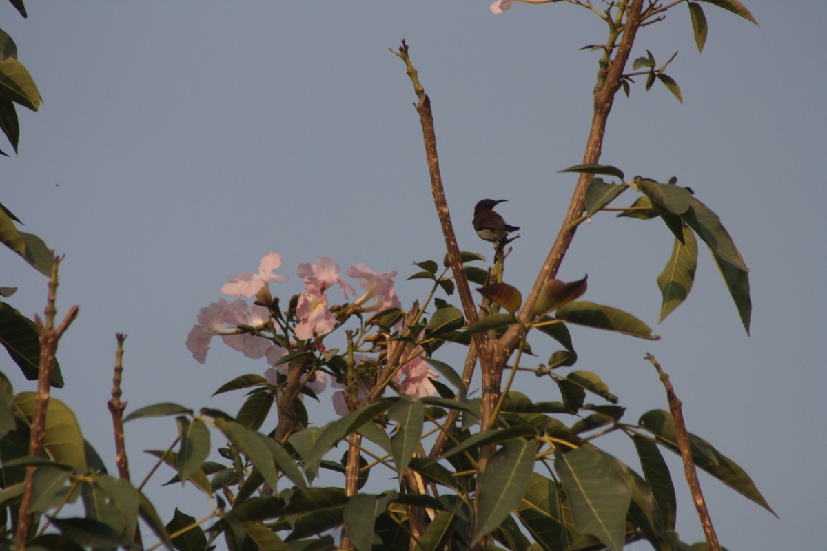 Purple-rumped Sunbird - ML618819564