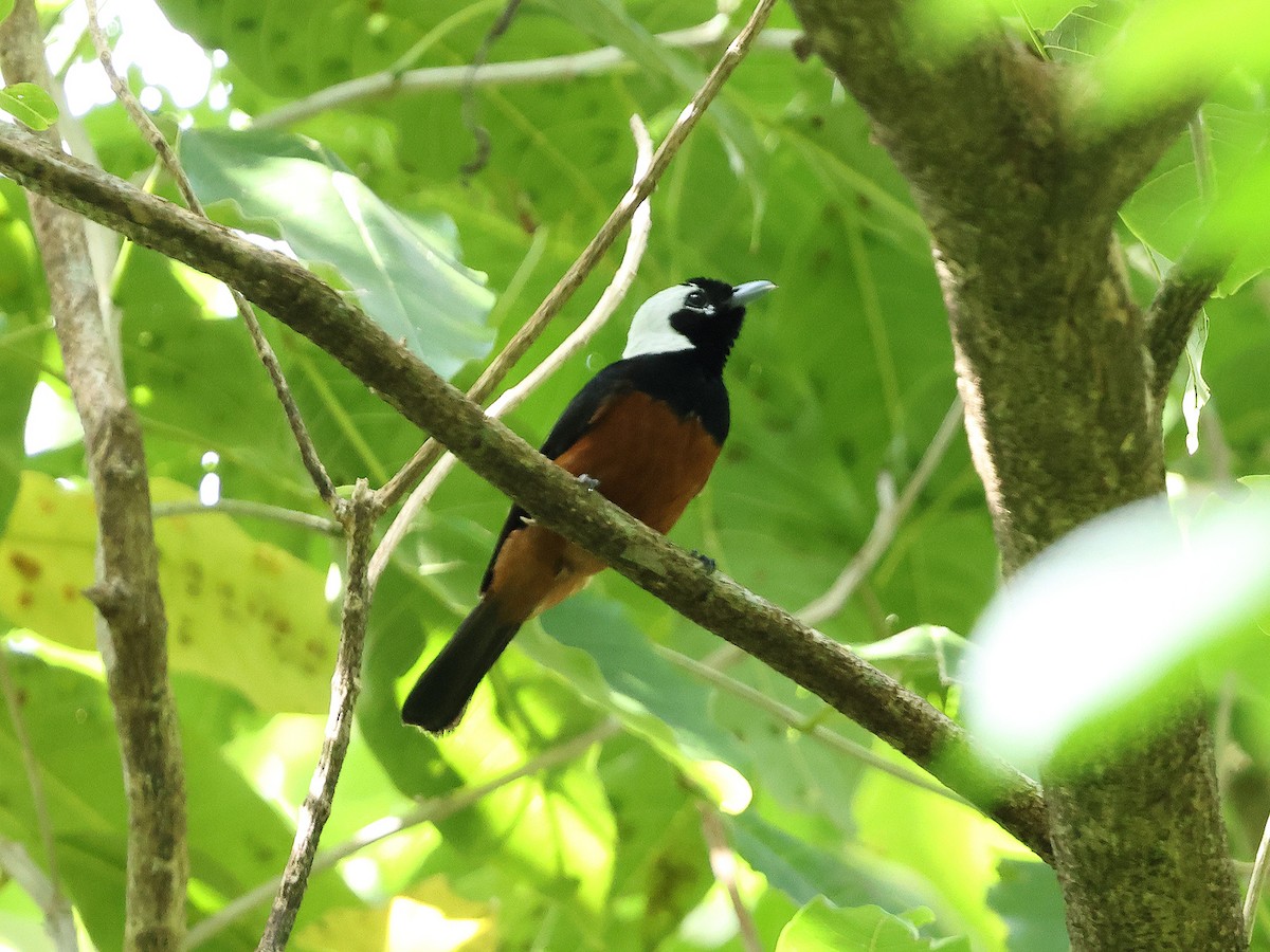 White-capped Monarch - ML618819567