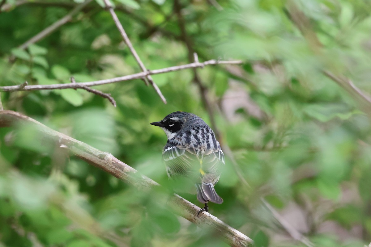 Yellow-rumped Warbler - Kyla Yuza-Pate