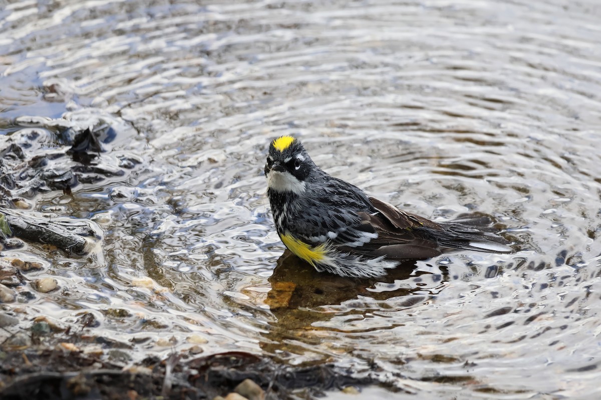 Yellow-rumped Warbler - Kyla Yuza-Pate