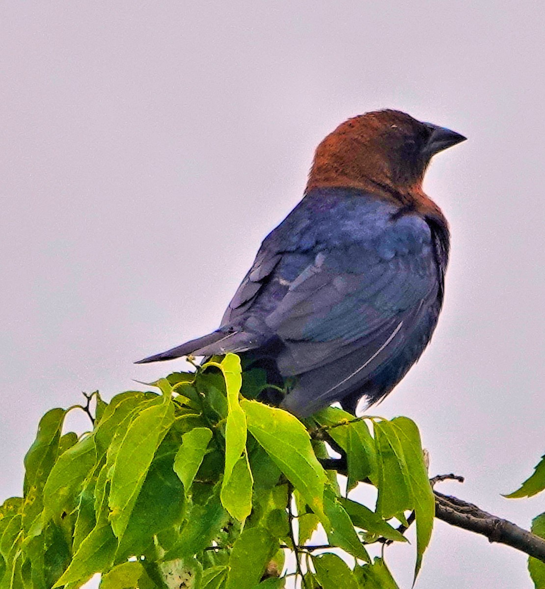 Brown-headed Cowbird - Doug Wassmer