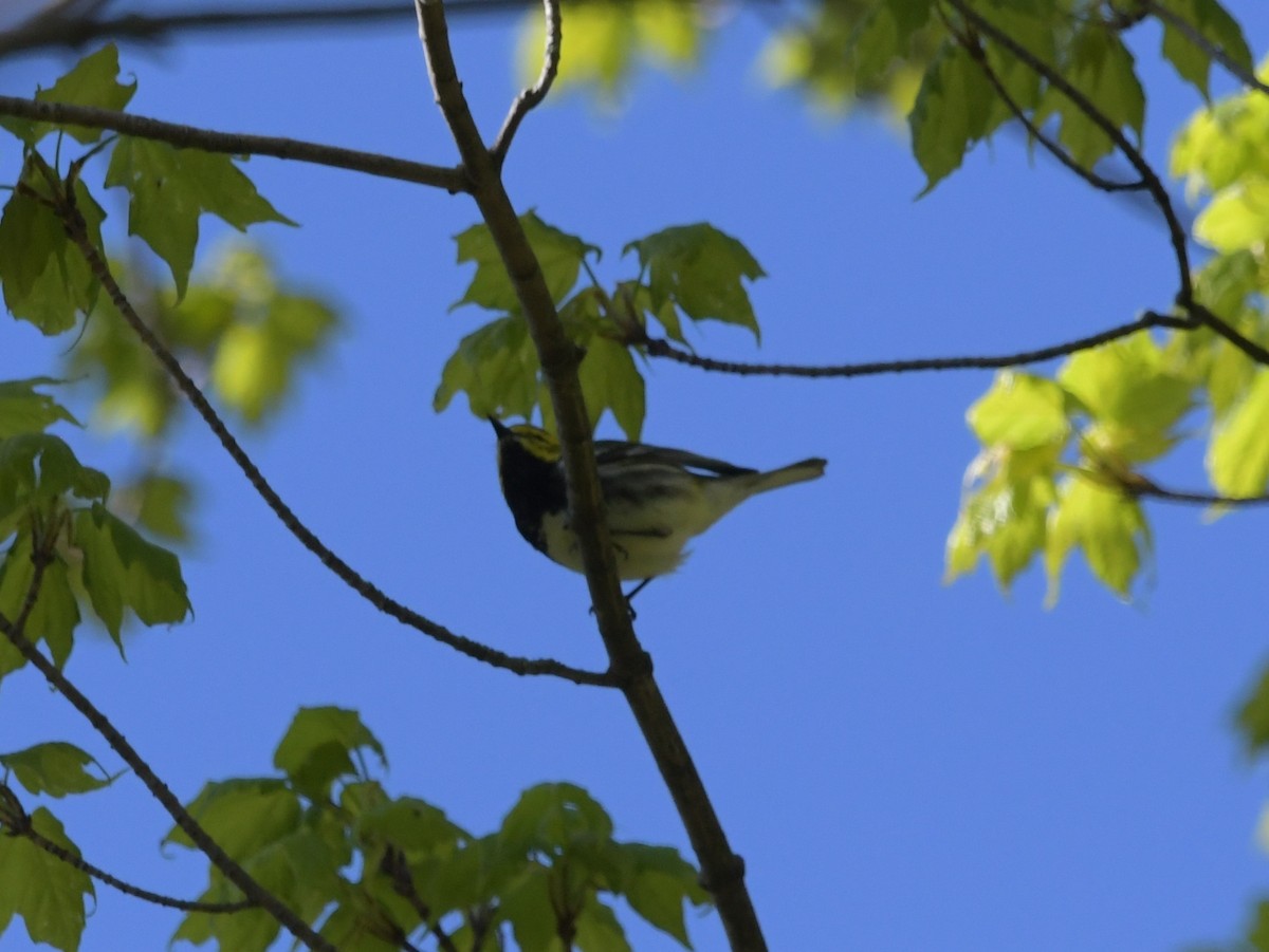 Black-throated Green Warbler - David Drews