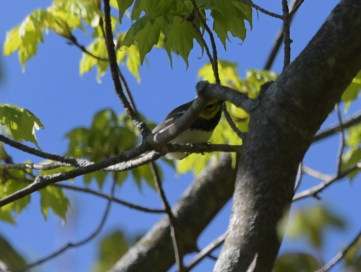 Black-throated Green Warbler - David Drews