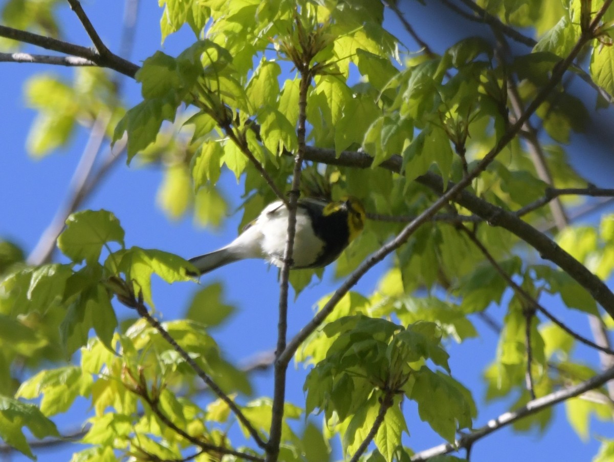 Black-throated Green Warbler - David Drews