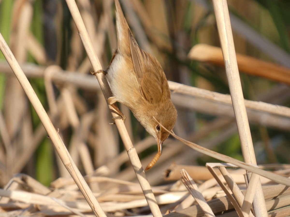 Common Reed Warbler - Eduardo Sevilla