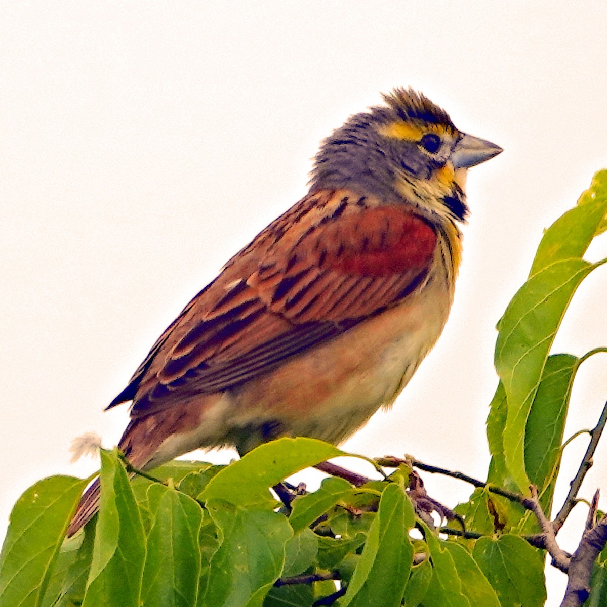 Dickcissel - Doug Wassmer