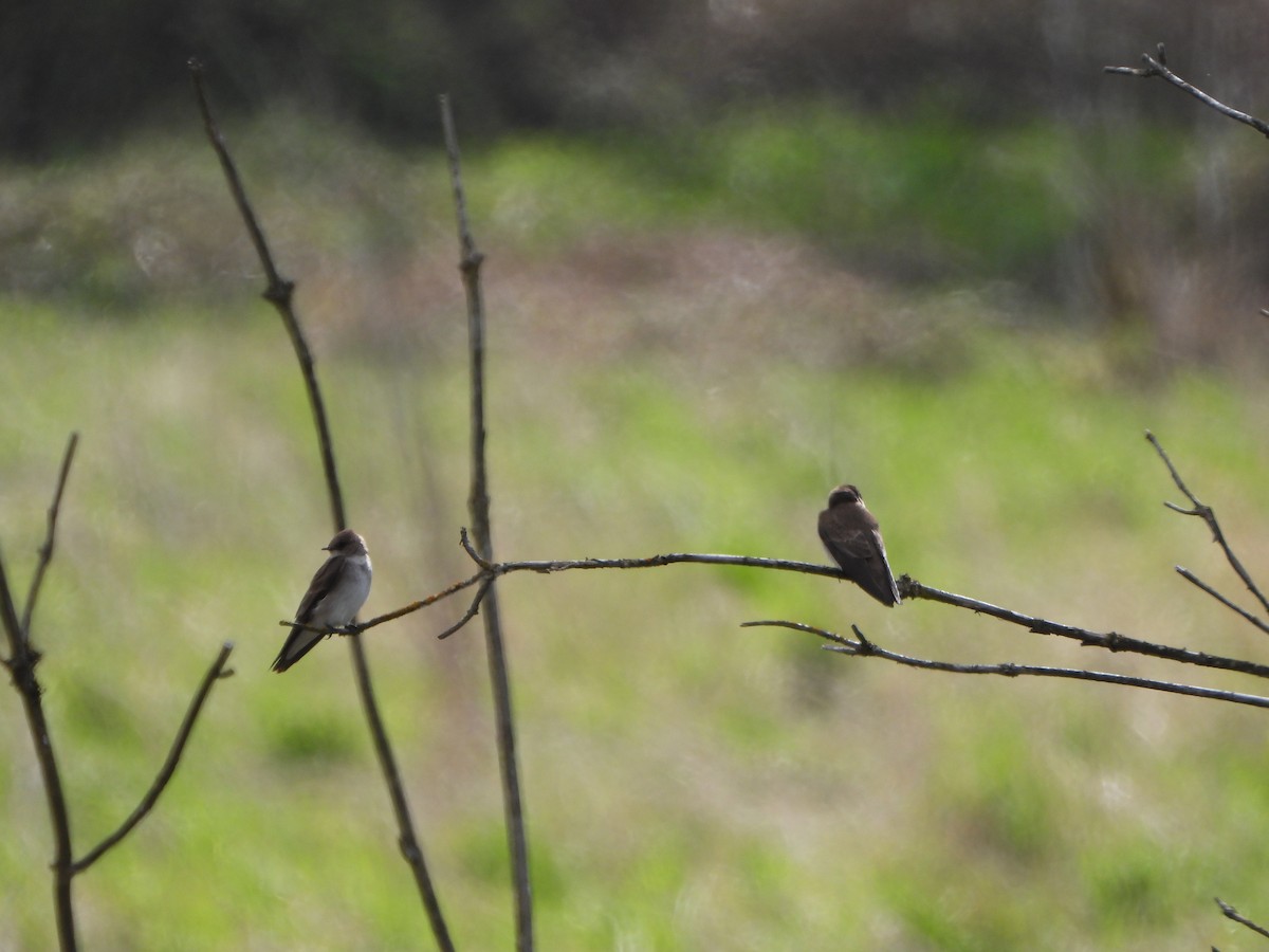 Northern Rough-winged Swallow - ML618819633