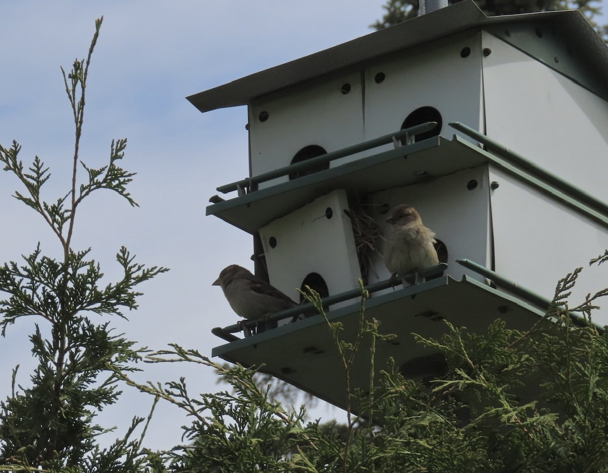 House Sparrow - Emily Dunning