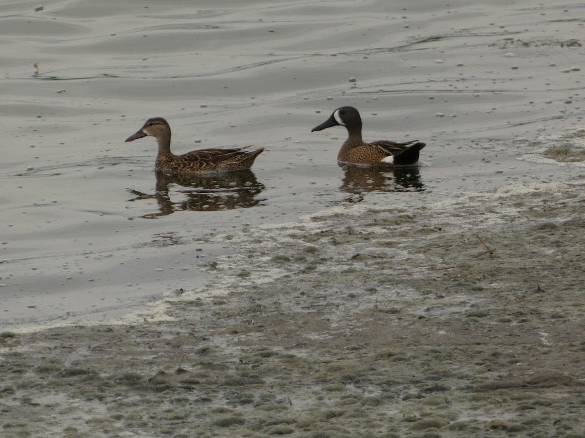 Blue-winged Teal - Jeff DeRuyter